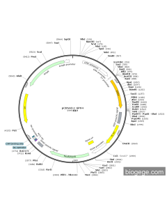 pCMV-GPX4(human)-SECIS-Neo