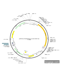 pCMV-SLC7A4(human)-3×FLAG-SV40-Neo