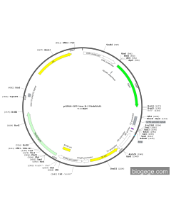 pGPU6-GFP-Neo-IL17AshRNA1