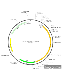 pHsp70-ALOX15(human)-EGFP