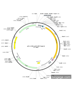 pGL4.43[Luc2P XRE Hygro]