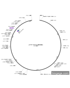 pLV3-CMV-PTGES(human)-3×FLAG-mCherry-Puro