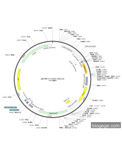 pECMV-3×FLAG-CXCL10