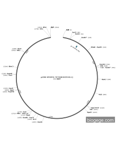 pCMV-SPORT6-TET3(BC022243.1)