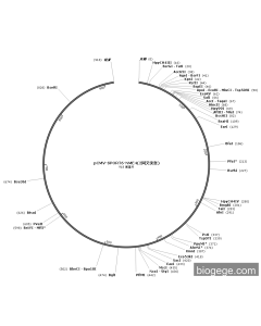 pCMV-SPORT6-NME4(2synonymous mutations)