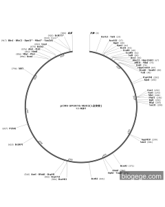 pCMV-SPORT6-MSX2(1point mutation)
