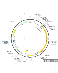 pCDNA3.1-3×HA-IKBKE