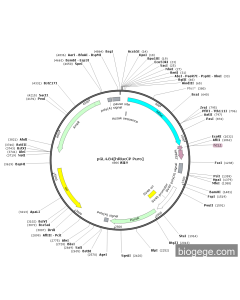 pGL4.84[hRlucCP Puro]