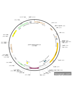 pLVX-TetOne-Puro-Luc