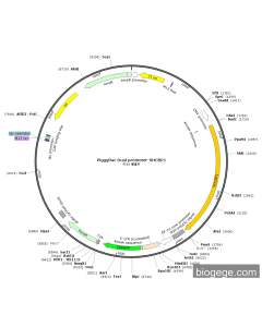 PiggyBac Dual promoter-SHCBP1