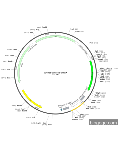 pDC316-ZsGreen1-shRNA