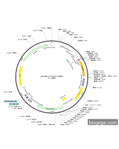 pECMV-3×FLAG-CYREN