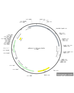 pSilencer 4.1-CMV Puro-Stuffer