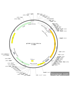 pECMV-3×FLAG-OPN4-m