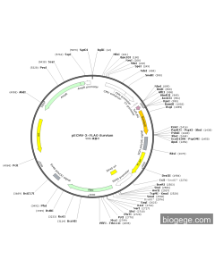 pECMV-3×FLAG-Survium