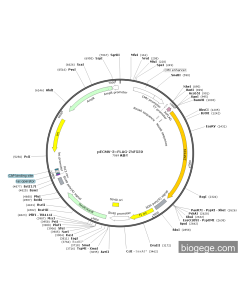 pECMV-3×FLAG-ZNF559