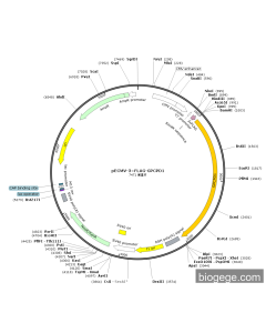 pECMV-3×FLAG-GPCPD1