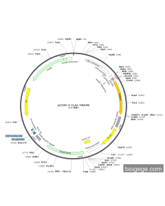 pECMV-3×FLAG-TMBIM6