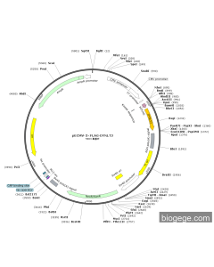 pECMV-3×FLAG-DYNLT3