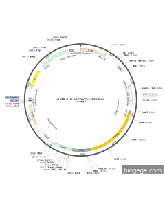 pLVML-3×FLAG-Trim29-r-IRES-Puro