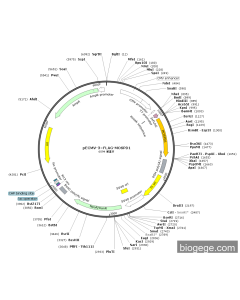 pECMV-3×FLAG-MOSPD1