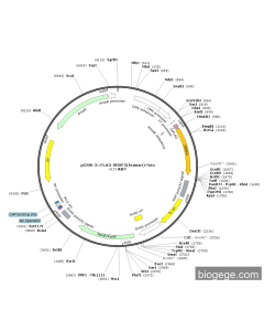 pCMV-3×FLAG-SRSF2(human)-Neo