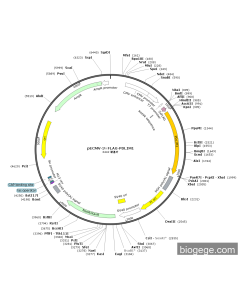 pECMV-3×FLAG-PDLIM1