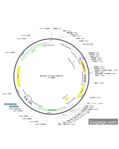 pECMV-3×FLAG-ARPP19
