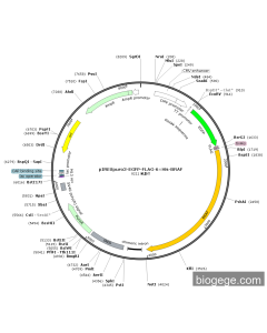 pIRESPuro3-EGFP-FLAG-6×His-BRAF