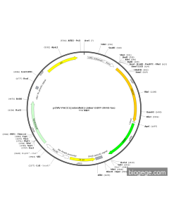 pCMV-PACC1(zebrafish)-Linker-EGFP-SV40-Neo