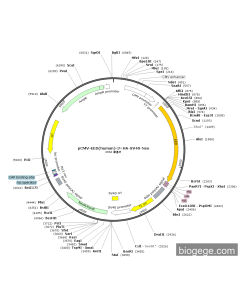 pCMV-EED(human)-3×HA-SV40-Neo