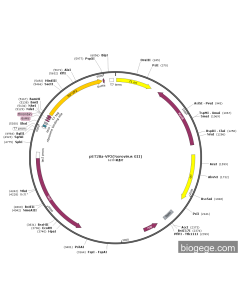 pET28a-VP2(Norovirus GII)