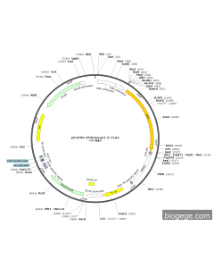 pEnCMV-SP9(mouse)-3×FLAG