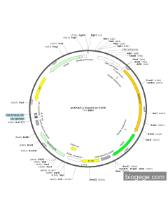 pCDNA3.1-Runx2-m-EGFP