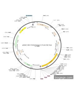 pHAGE-CMV-OTUD1(human)-3×FLAG-PGK-Puro