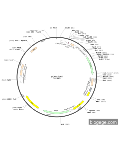 pLJM1-FLAG