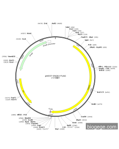pCMV-CNGA1(human)-3×FLAG-Neo
