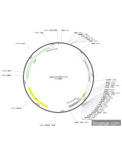 pSAT6-cEYFP-C1-B