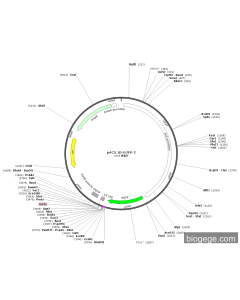 pAC5.1b-EGFP-2