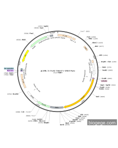pLVML-3×FLAG-Trim47-r-IRES-Puro