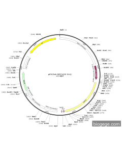 pPICZαA-SIRT4(25-314)