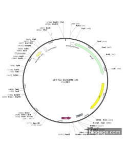 pET-Sac-Abeta(M1-42)