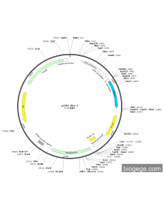 pCMV-Gluc-1