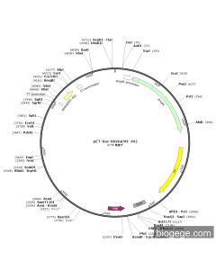 pET-Sac-Abeta(M1-40)