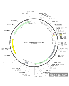 pECMV-3×FLAG-MCS-IRES-Puro