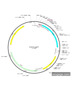 pRSETB-TagBFP