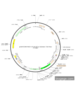 pCDH-ECMV-MCS-3×FLAG-EF1α-ZsGreen1-T2A-Puro
