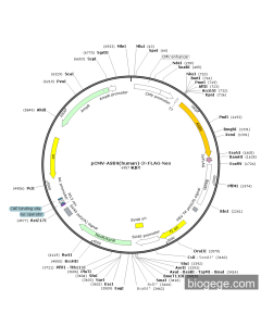 pCMV-ASB9(human)-3×FLAG-Neo