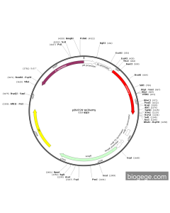 pBV220-mCherry