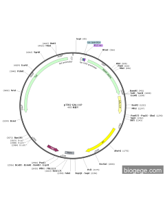 pTRG-GAL11P